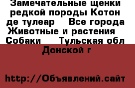 Замечательные щенки редкой породы Котон де тулеар  - Все города Животные и растения » Собаки   . Тульская обл.,Донской г.